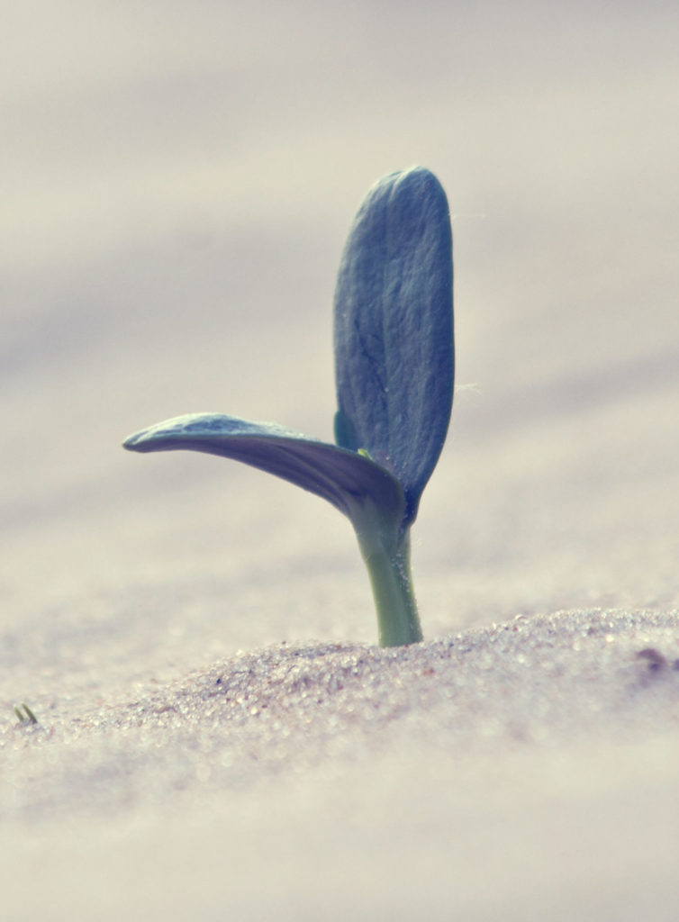 Growing through social-emotional learning